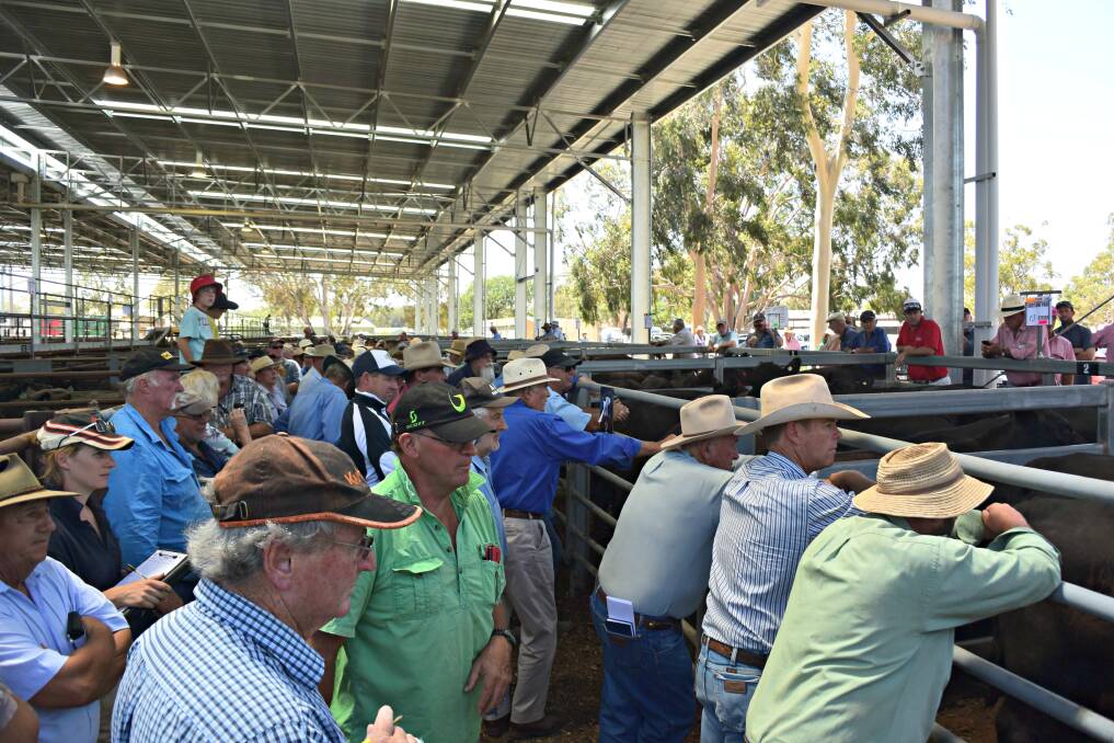 Stage Two of the Euroa Saleyard Redevelopment saw the roofed area expanded.