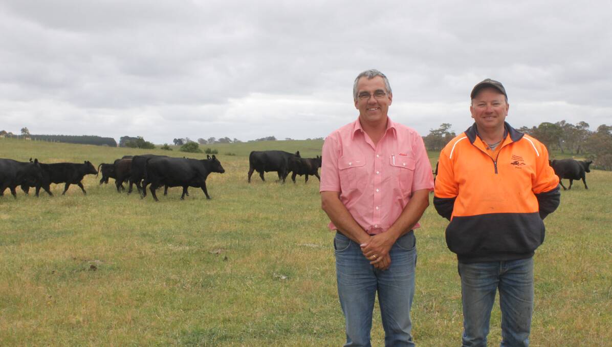Chad Mason, who has recently moved across to Elders Casterton, with Paul O'Brien and some of his weaner calves.