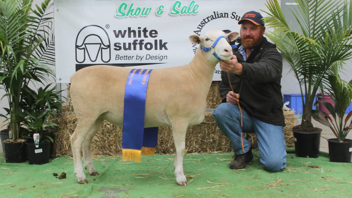Scott Cameron, Supreme stud, Wellington, NSW, with his champion White Suffolk ewe, which was sold for $5000 to John Jamieson, Wattle Park stud, Finley, NSW.