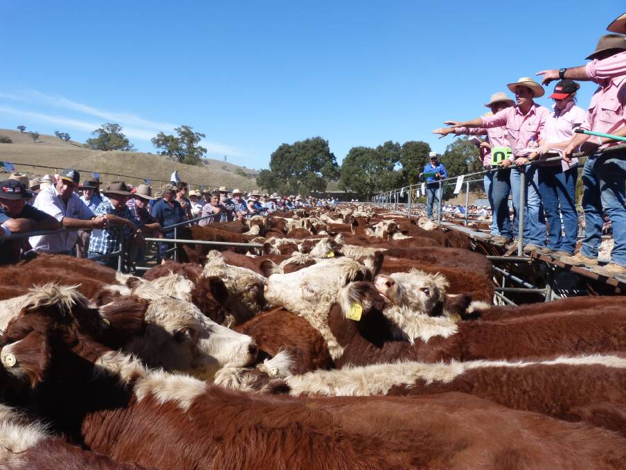 A magnificent day in the high country. The Elders selling team sold weaned Hereford steers to $1640 at Ensay. Photo: Peter Kostos