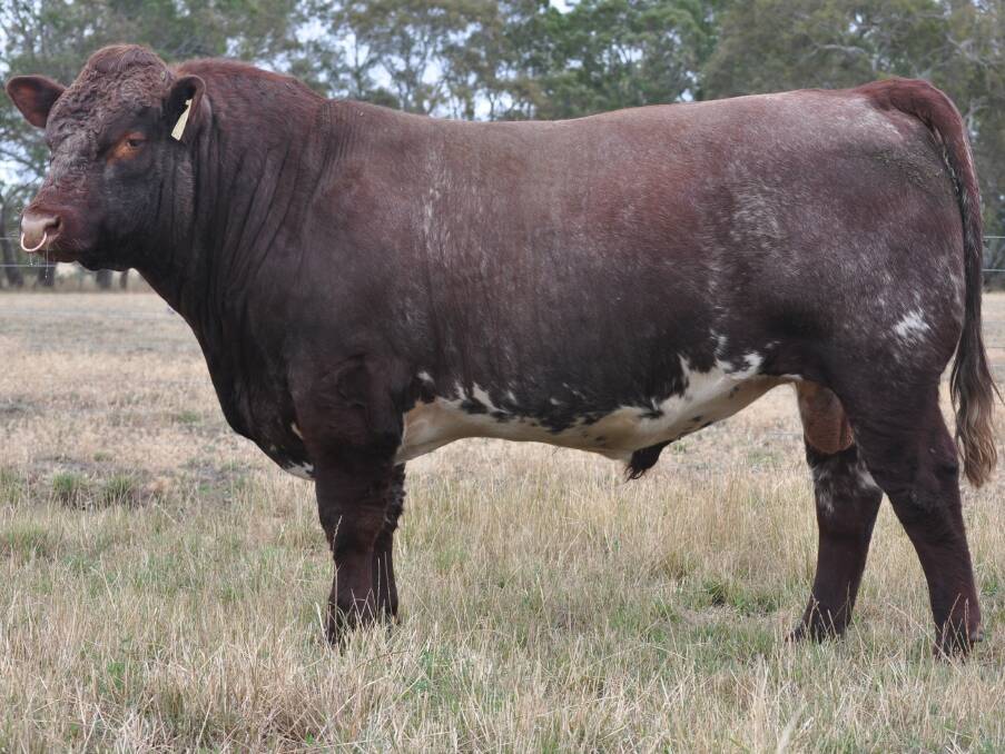 One of the rising two year-old bulls that will be offered for sale.