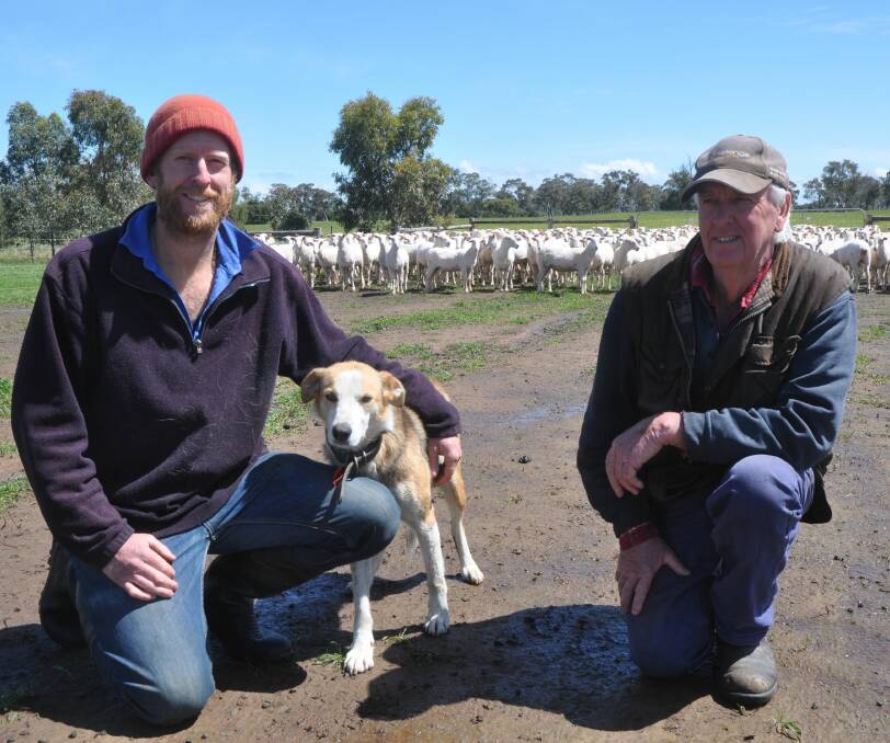 EWE SELLERS: Phil and John Lambert, Penola, with Sandy the dog, will offer 500 first-cross ewes at Naracoorte, including a complete drop from their Lucindale property.