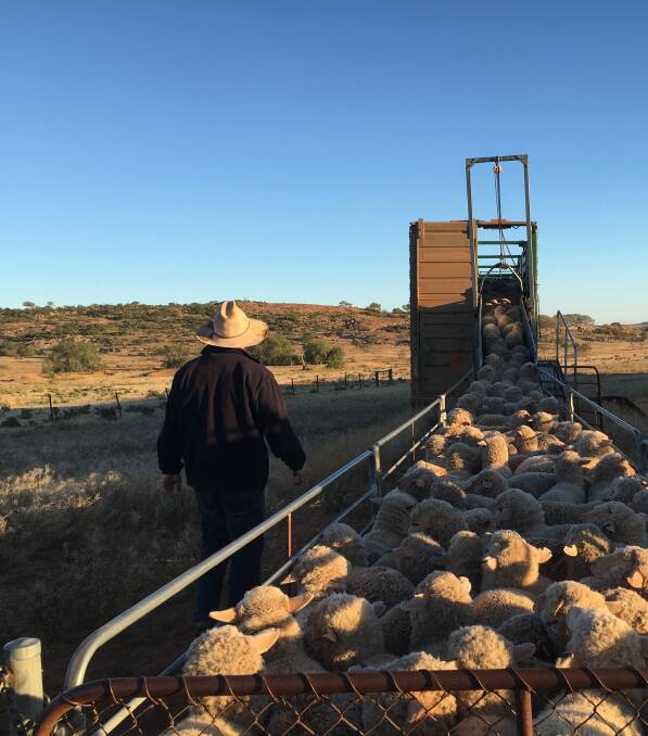 BRIGHT FUTURE: Eddie Morgan loading Merino lambs at Outalpa Station via Olary. He says it is exciting times in the sheep and wool industry.