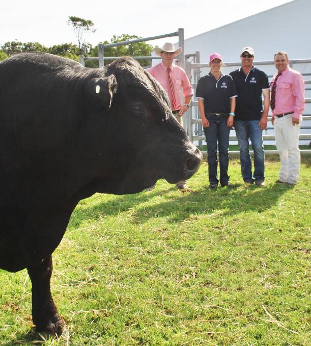 Woonallee Simmental stud's $27,500 top priced bull, Webb Tank K090 is pictured with principals Lizzy & Tom Baker, flanked by Elders auctioneers Ross Milne and Ben Finch in the background.
