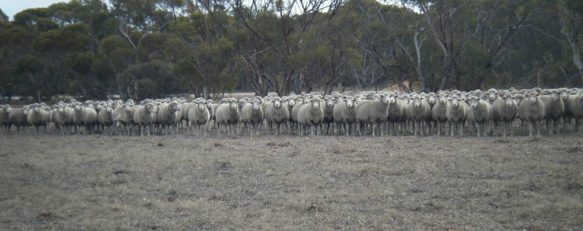 Some of Jeancourt stud ewes settle into their new home at Lawral Park stud, Ungarra, South Australia.