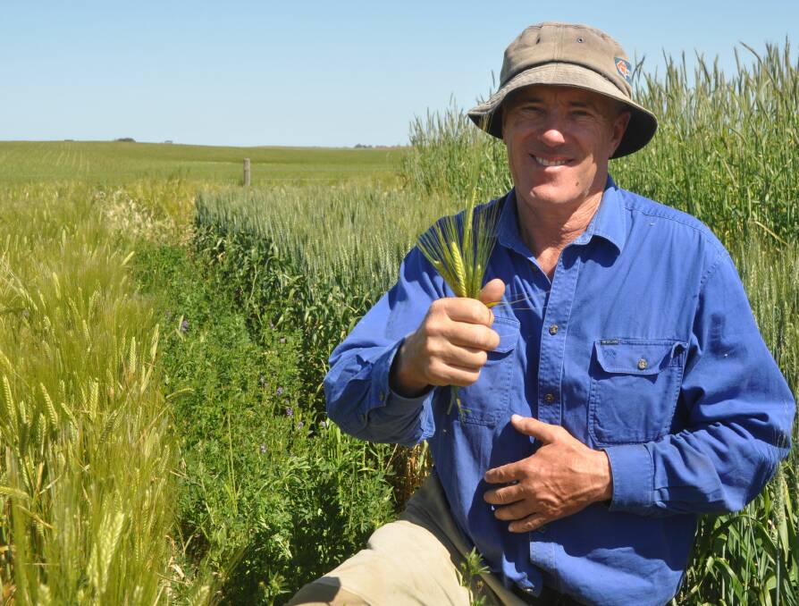 OVERSOWING TRIAL: Rodney Bartlett, Tolcairn, Sherwood, at the producer demonstration site where seven forage species have been oversown into lucerne stands.