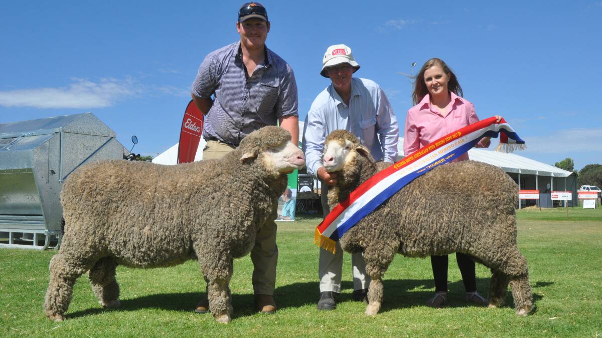 John and Dennis Dalla, Orrie Cowie stud, Warooka, are representing SA in the National Merino pairs for the first time in 23 years. Sashing the pair at the Elders SA Stud Merino Expo in March is Elders' Annie Ashby.