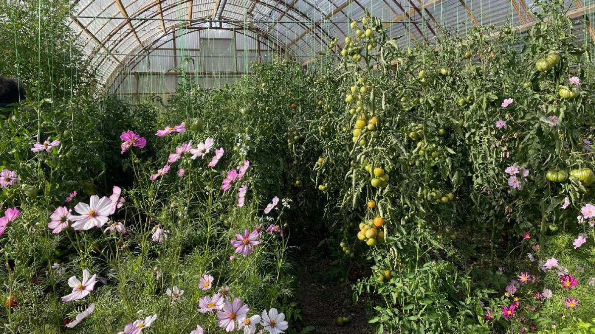 Vegetables grown among flowers as companion crops in a Royalburn greenhouse.