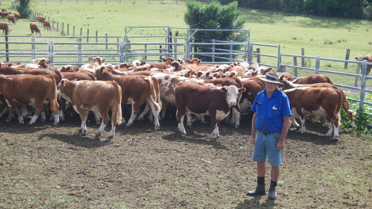 Correct yard weaning takes confinement anxiety out of the equation for cattle moving onto to a feedlot.