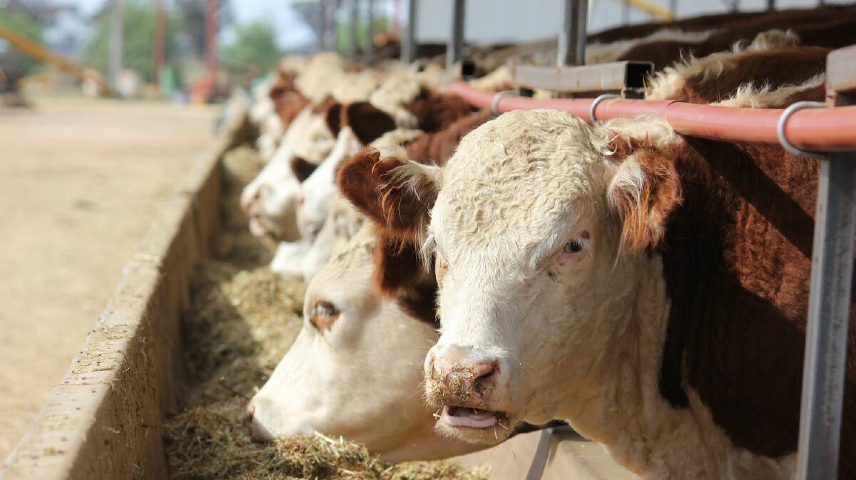 Cattle on feed growth here to stay