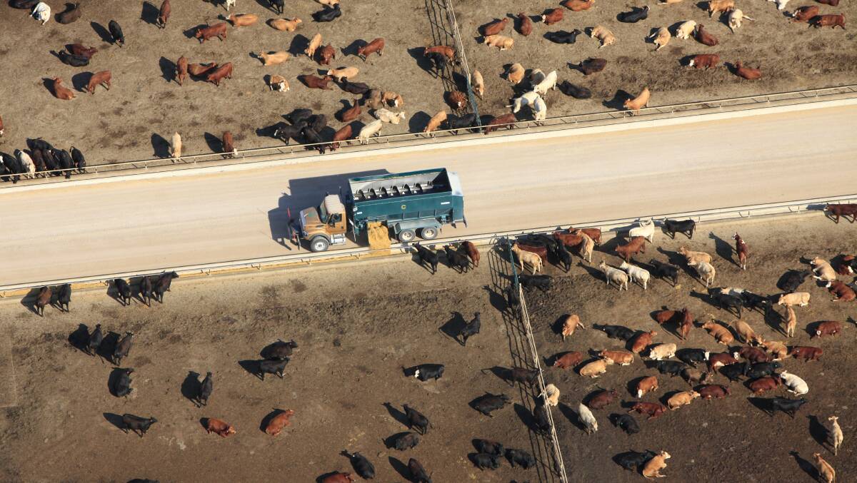 Feedlot cattle in Colorado, in the United States.