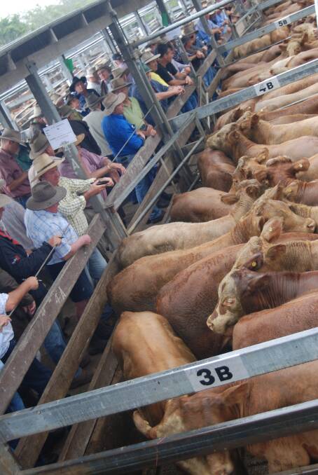 The ACCC cattle and beef market study is looking into competition between buyers of cattle, both at saleyards and over-the-hooks.