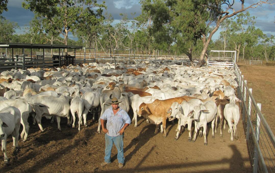 A NIPE stockman works cattle at Merepah Station in Far North Queensland.