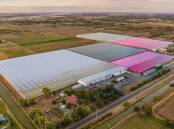 The Van den Goor family's 21 hectare Katunga Fresh glasshouse in northern Victoria. Picture from Centuria..