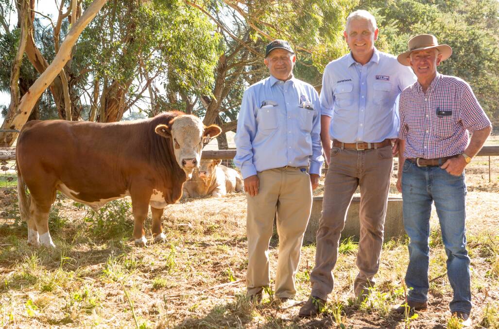 Peter Creek, Miller Whan & John, auctioneer Bernie Grant, LMB Linke, Hamilton, Vic, and Tugulawa stud principal Gary Allen, with the top price bull, sold by phone bid to Wormbete Simmental stud, Illabo, NSW, for $13,000.