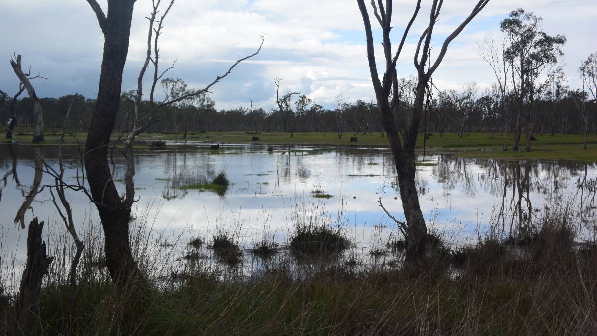 A seasonal swamp near Kanagulk filled rapidly following 60mm plus of rain in the past week. 