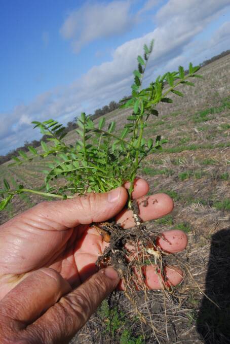 Chickpea crops, particularly in the south, are being impacted by a more virulent strain of ascochyta blight this year.
