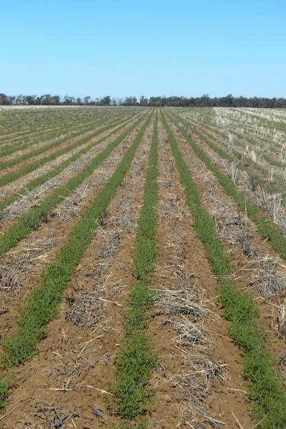 Chickpeas in the northern cropping belt look good for now, but growers say more rain is required to achieve average yields.