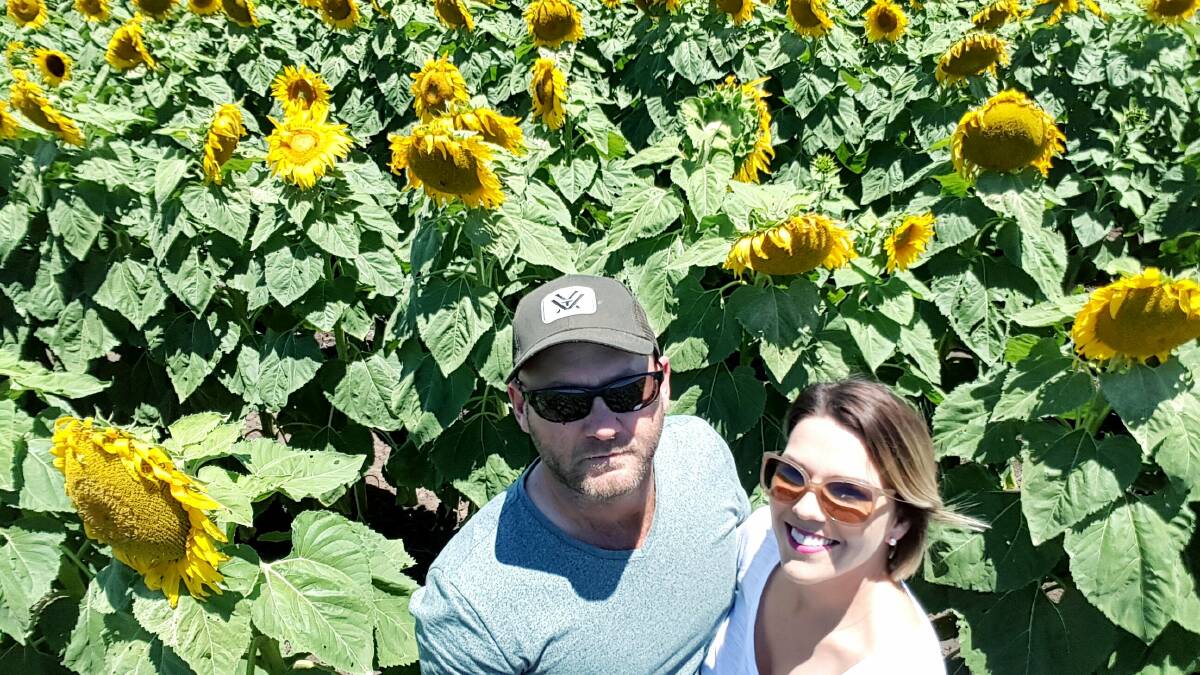 Central Queensland sunflower grower Roland Hornick and his partner Lindy Krieg plan to include sunflower every year to take advantage of the rotational benefits of the crop and to spread their financial risk.
