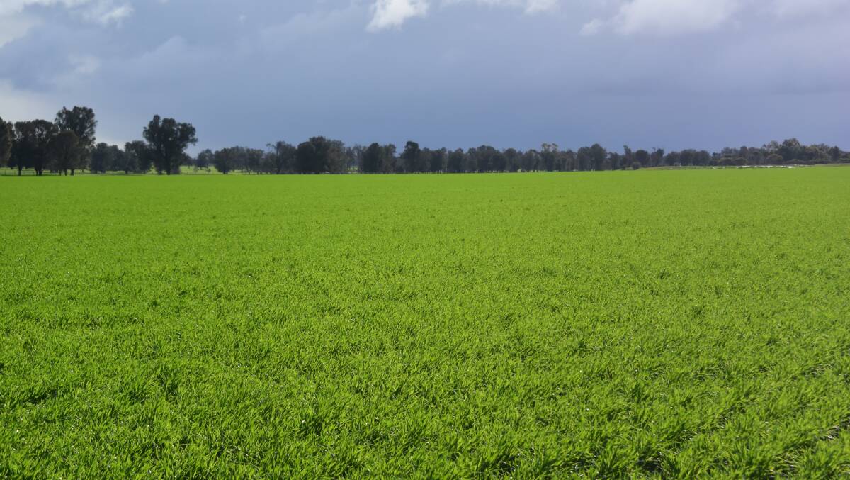 Storm clouds are brewing over the performance of the 2011-12 Emerald Grain pool in Western Australia.