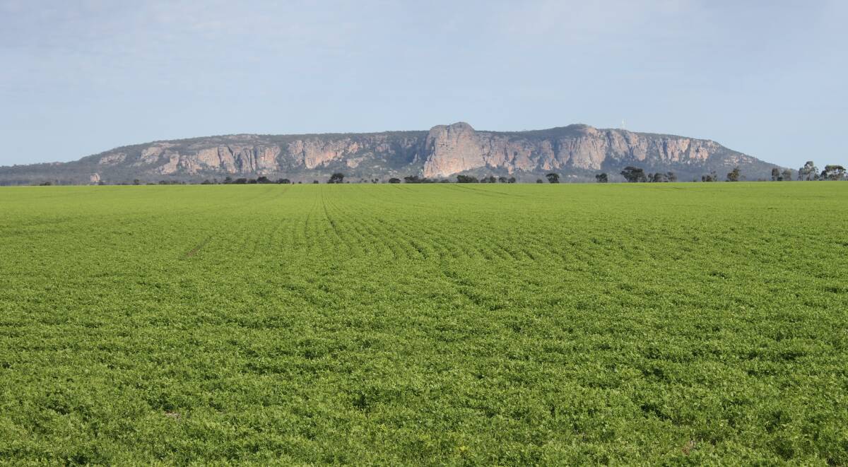 Pulse crops growing under the watchful eye of Mt Arapiles near Natimuk in the Wimmera.