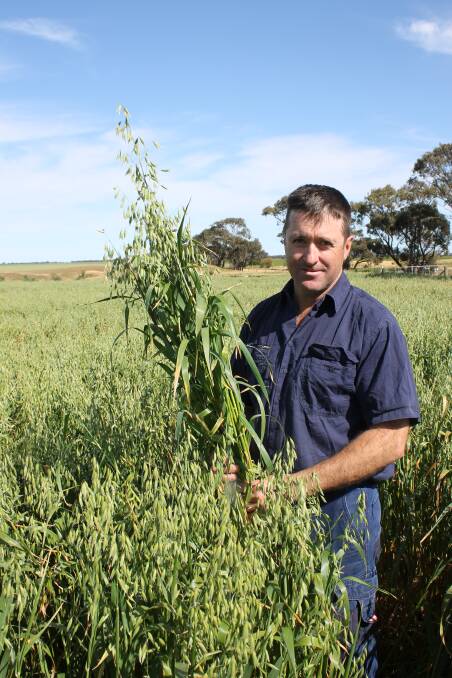 Cameron Penny, Warracknabeal, in a paddock of Wintaroo oats originally designated solely for grazing, but now slated for a hay cut.