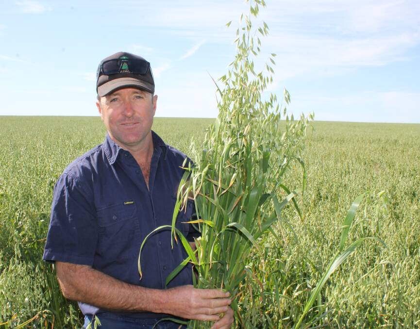 Cam Penny has been impressed by the biomass of the April-sown Wintaroo oats.