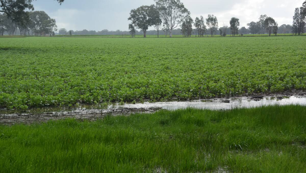 This southern Wimmera faba bean crop had to endure wet feet for several days earlier in the week.