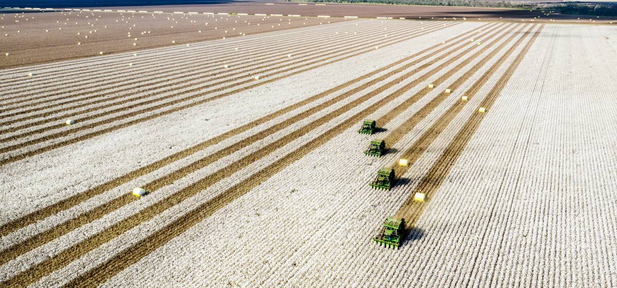 Australian cotton producers are hoping a market rally in cotton earlier in the month continues.