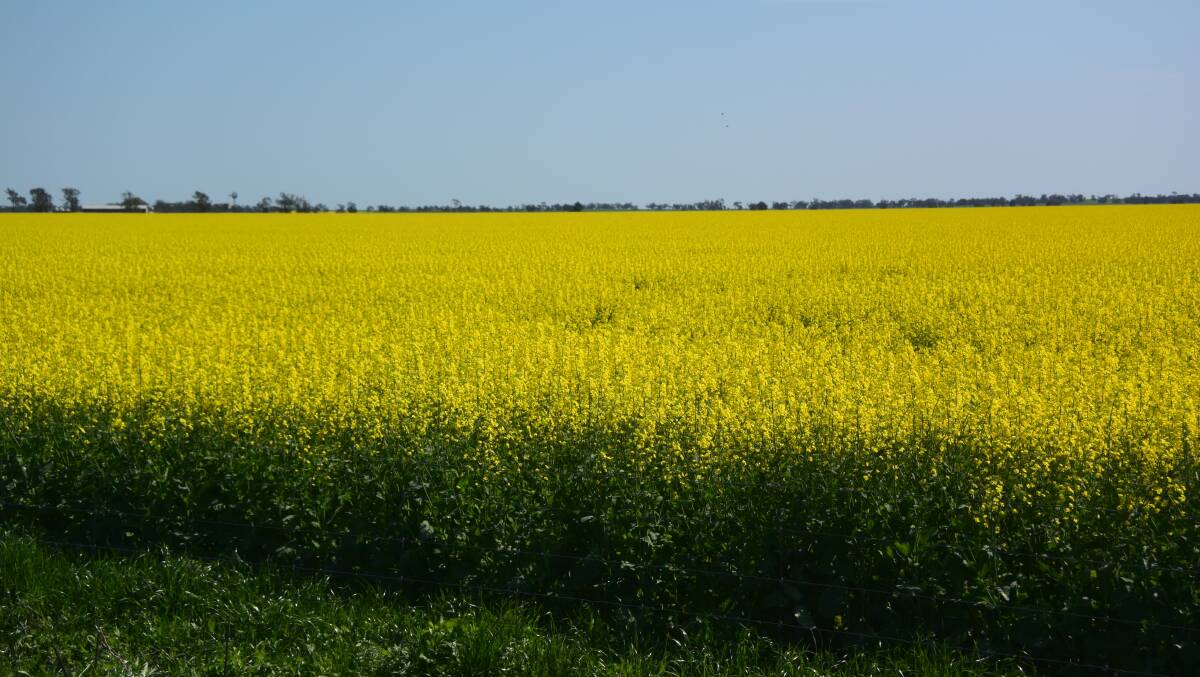 Farmers are looking to plant more hectares of canola this season but may not be able to, due to a shortage of certified seed.