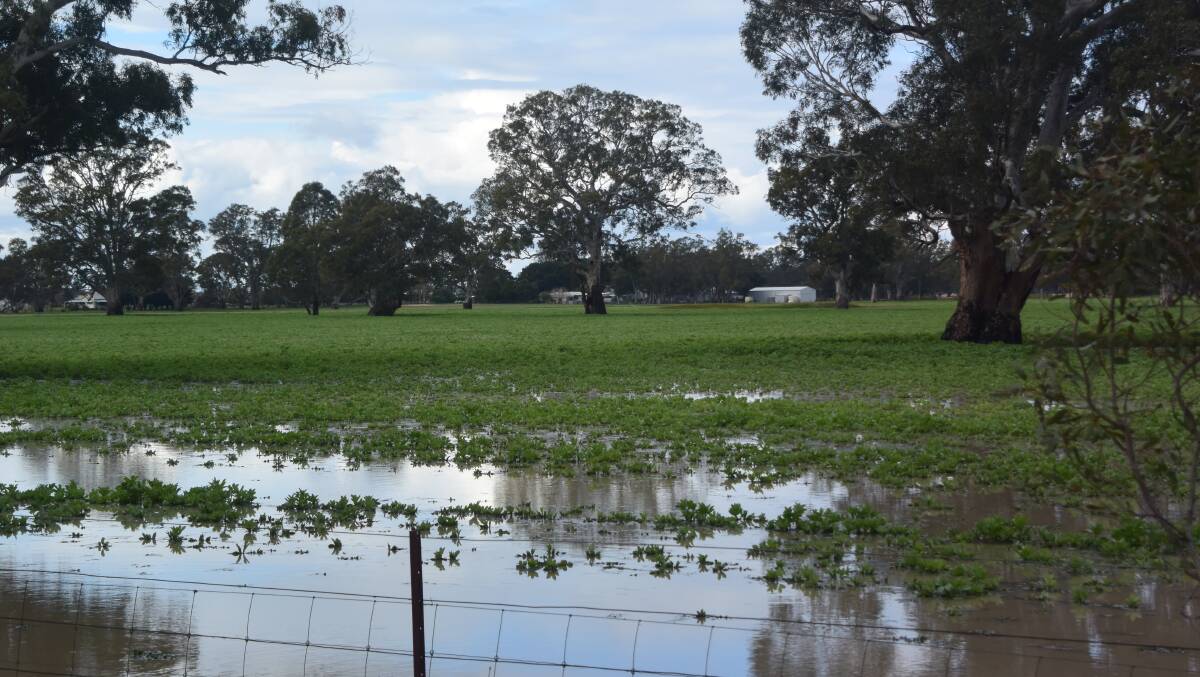 There will be yield losses due to waterlogging in patches of the southern Wimmera.