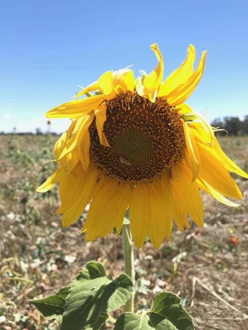 Sunflowers were part of a multi species summer cover cropping project at Rupanyup in Victoria.