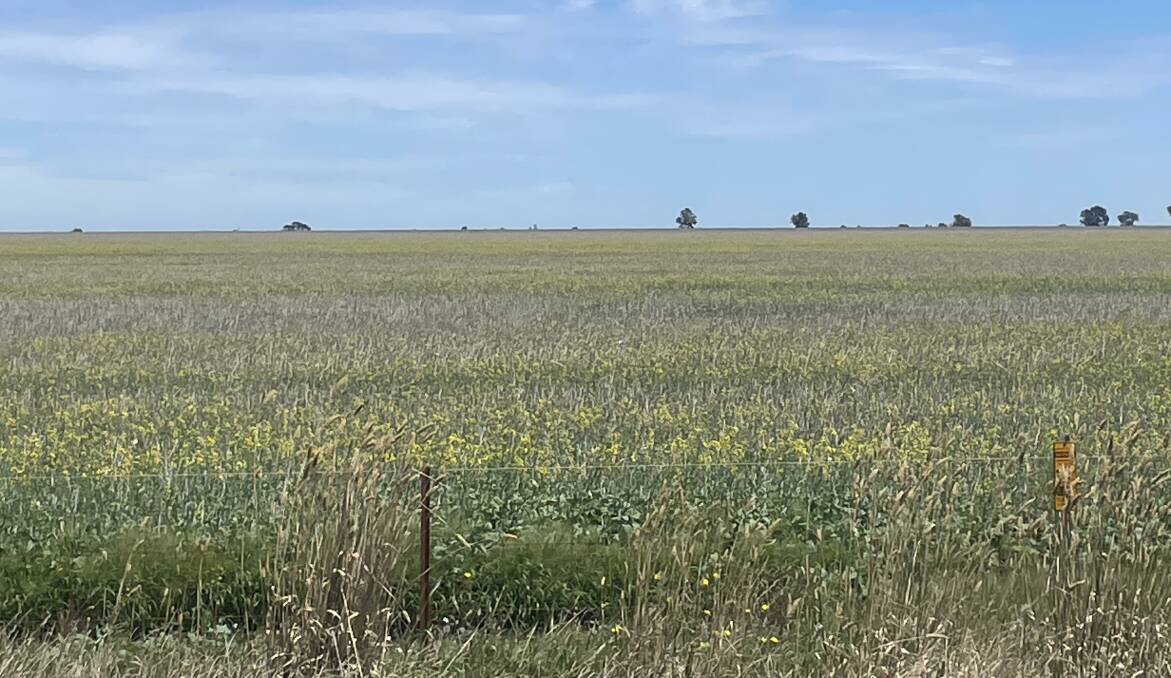 Self sown canola was everywhere in paddocks through the Wimmera this summer. Photo by Gregor Heard.