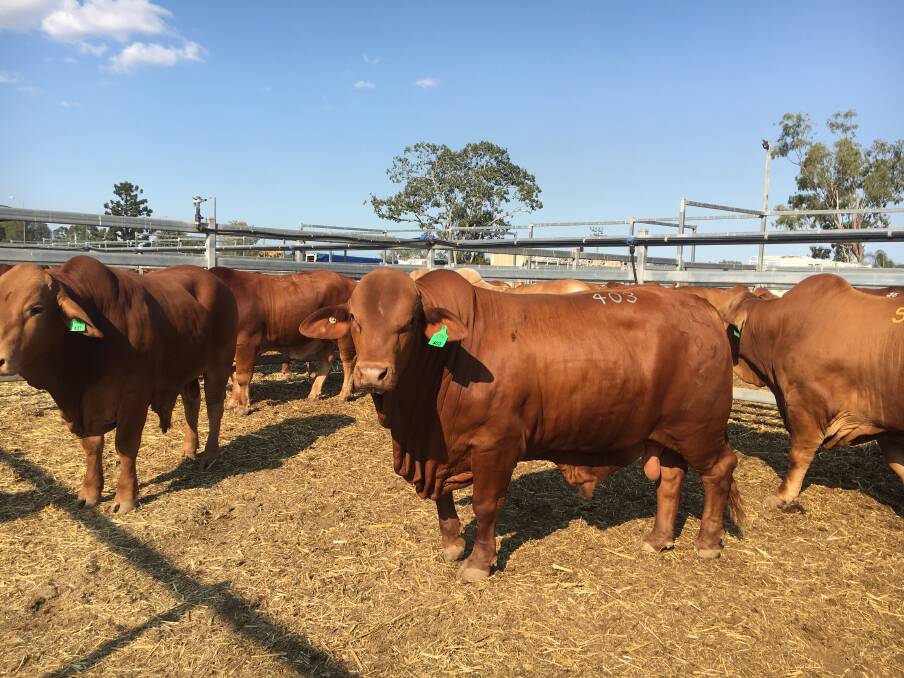 Fresh sires: The Sibsons bought 21 bulls at this years Droughtmaster National Sale which are being used to replace the older bulls on-property, and diversify the genetics of their pure Droughtmaster herd.