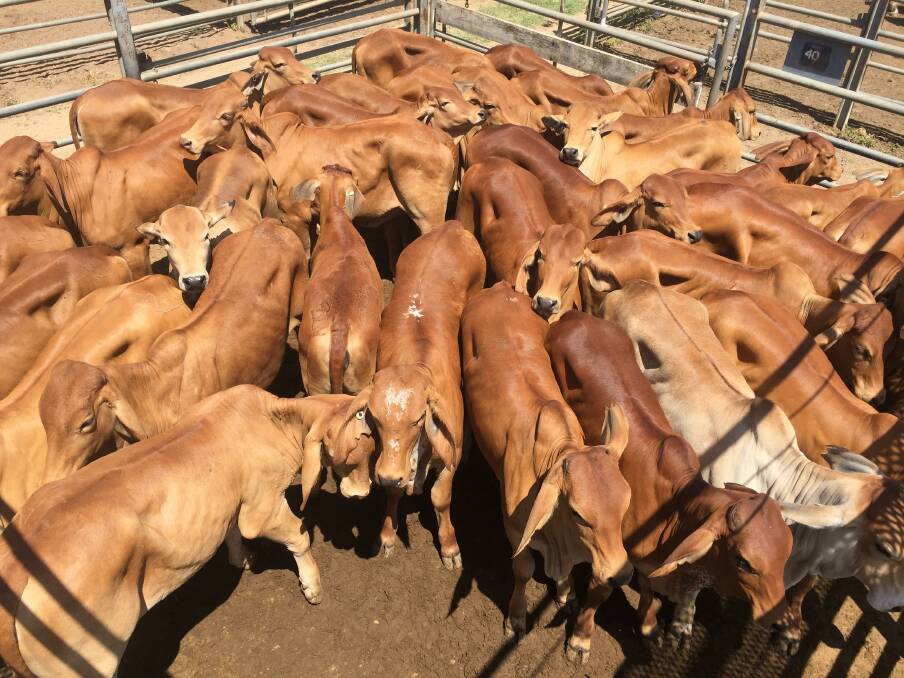 A good pen of 35 no-6 Red Brahman heifers sold by Brian and Glenda Kirkwood, Somerview, Mingela made 380c to weigh 222kg and return $844/head.
