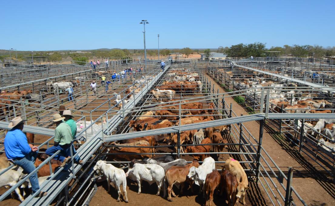 At Wednesday's Charters Towers store and prime sale some of the best feeder steers and heifers in North Queensland were presented alongside some of the worst cattle available in region at present, all of which sold to good rates.