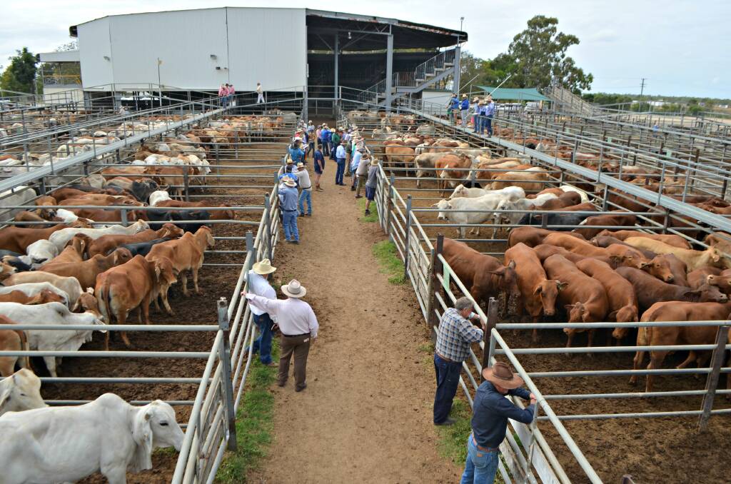 A total of 2,058 head of cattle were yarded for Wednesday's Charters Towers store and prime where cattle sold to generally similar or higher prices then the previous sale.