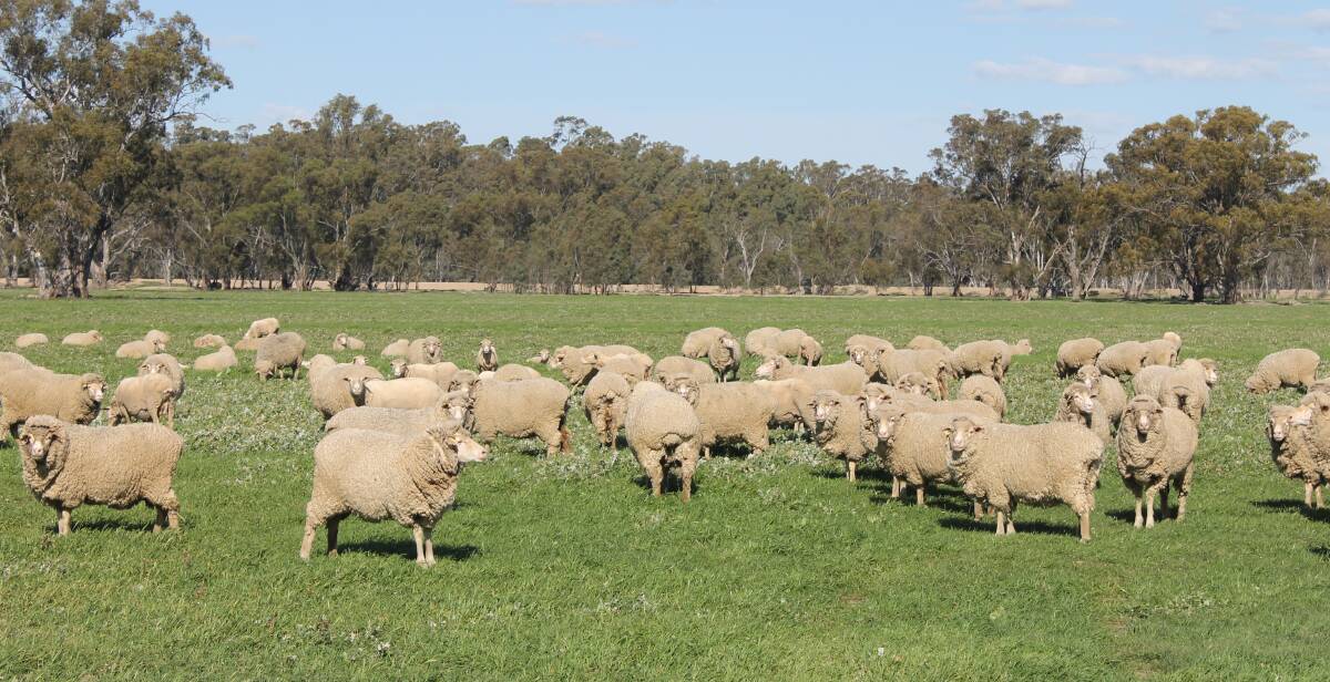 DUAL PURPOSE: Murrayview runs a dual purpose flock, based on Wonganella and Tameleuca bloodlines, on irrigated pasture and saltbush.