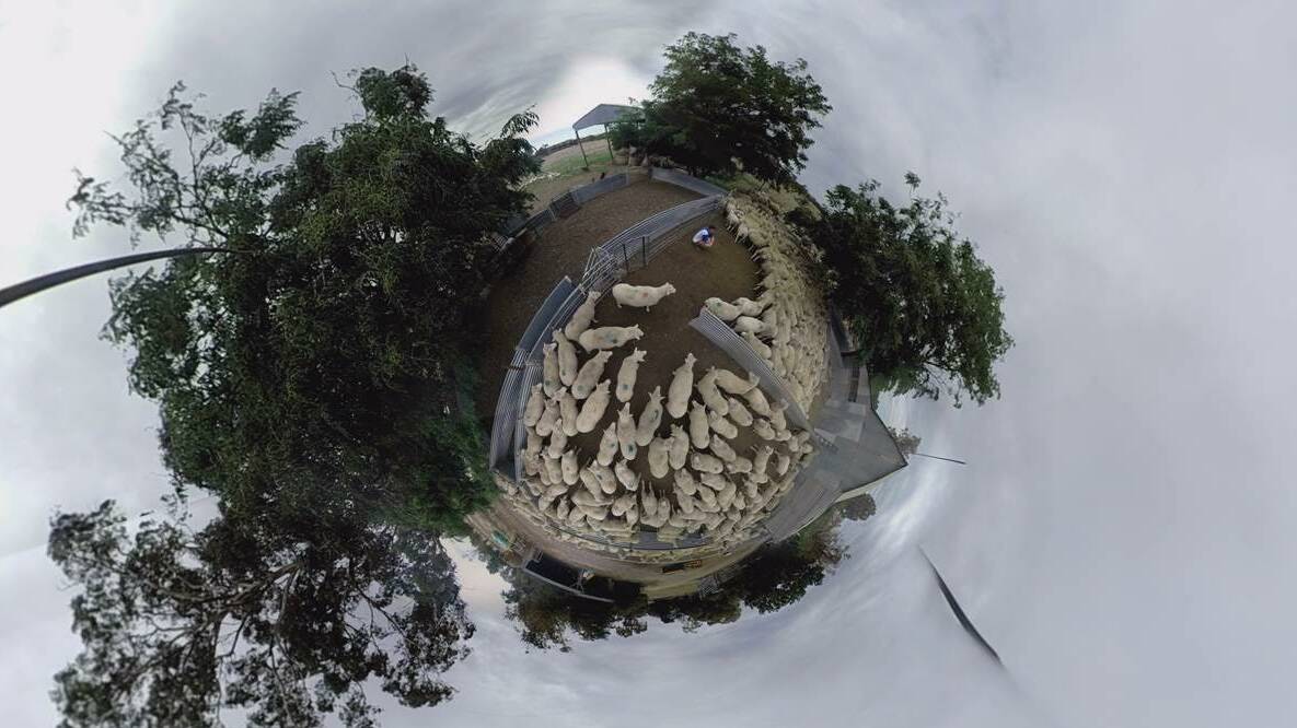 AGRICULTURAL DRONES: A drone view of sheep in the yards at Kennedy Creek, Benalla, Vic.