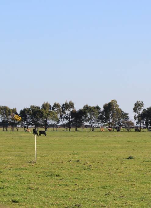 DAIRY PLAN: Dairying country, near Timboon. 