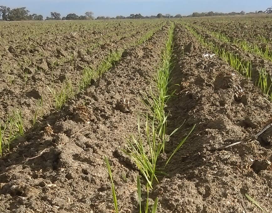 GOOD RAIN: Rain in the Southern Riverina has brought crops out of the ground but there is a need for better water policy, according to lobby group, Speak Up.