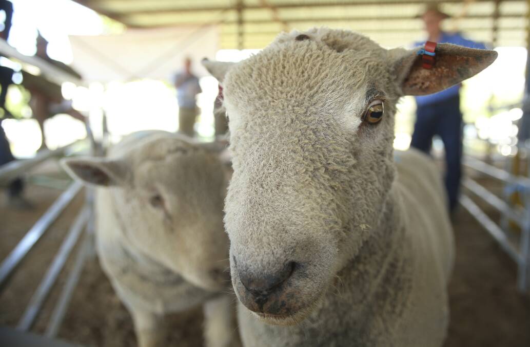 GOOD SALE: Some of the rams, on sale at Rutherglen - holding the sale in the town proved a positive move for vendor Graeme Hooper. Photos: Elenor Tedenborg