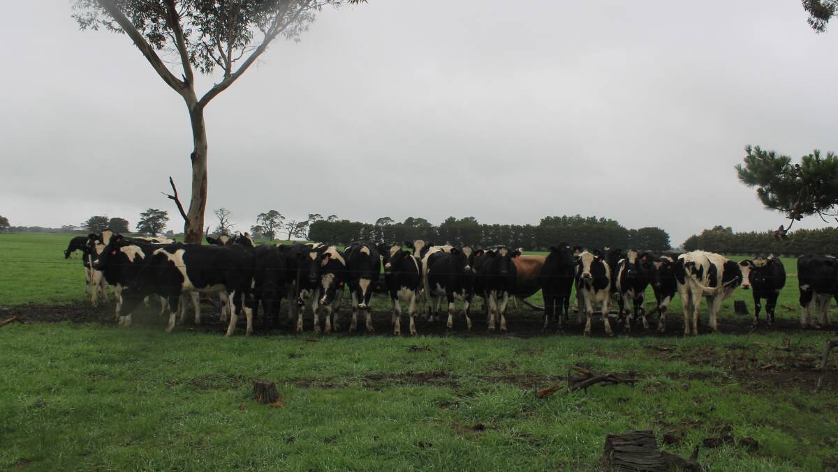 INCOME DROP: The latest Victorian Dairy Monitor has shown the full extent of the "perfect storm" which hit the industry, last year. 
