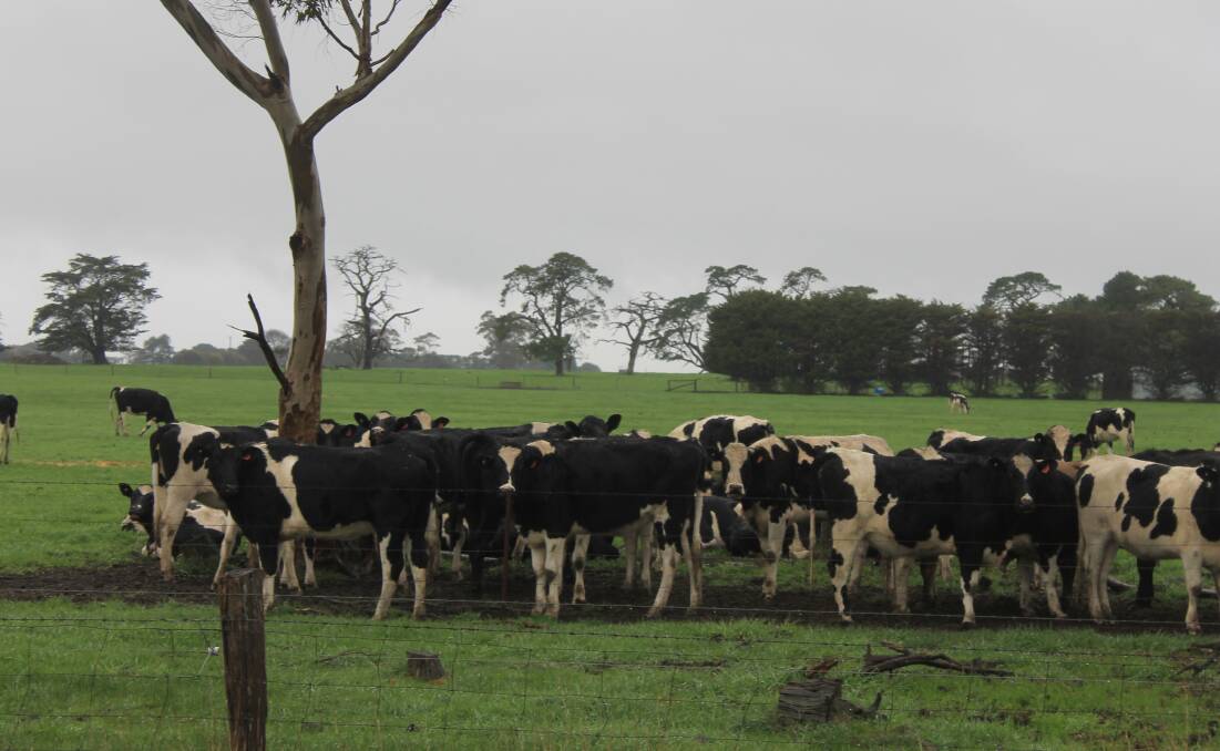 MORE HELP: The State opposition has called on the government to provide more support for the state's embattled dairy farmers. Picture: Andrew Miller.