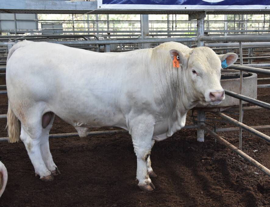 TOP BULL:  Lawsons, Yea, paid the top price of $7000 for Violet Hills McKinley, at the annual Violet Hills Charolais Southern sale, Yea.  