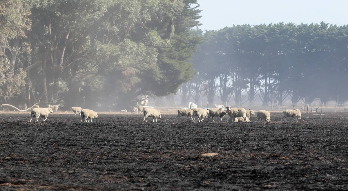 BURNT PADDOCKS: A pasture expert has advised farmers, affected by the St Patrick's Day fires, to do a paddock by paddock assessment. 