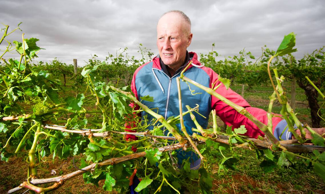 GRAVE CONCERNS: Red Cliffs fruit and grape grower Bill McClumpha said he had grave concerns about the future of the Murray Darling Basin plan,saying he believed it was "politically friendless". Photo: Sunraysia Daily.