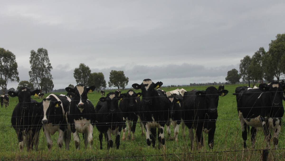 PRICE INDEX: A dairy price index is expected to be discussed, at Thursday's Melbourne dairy symposium. Picture: Andrew Miller.
