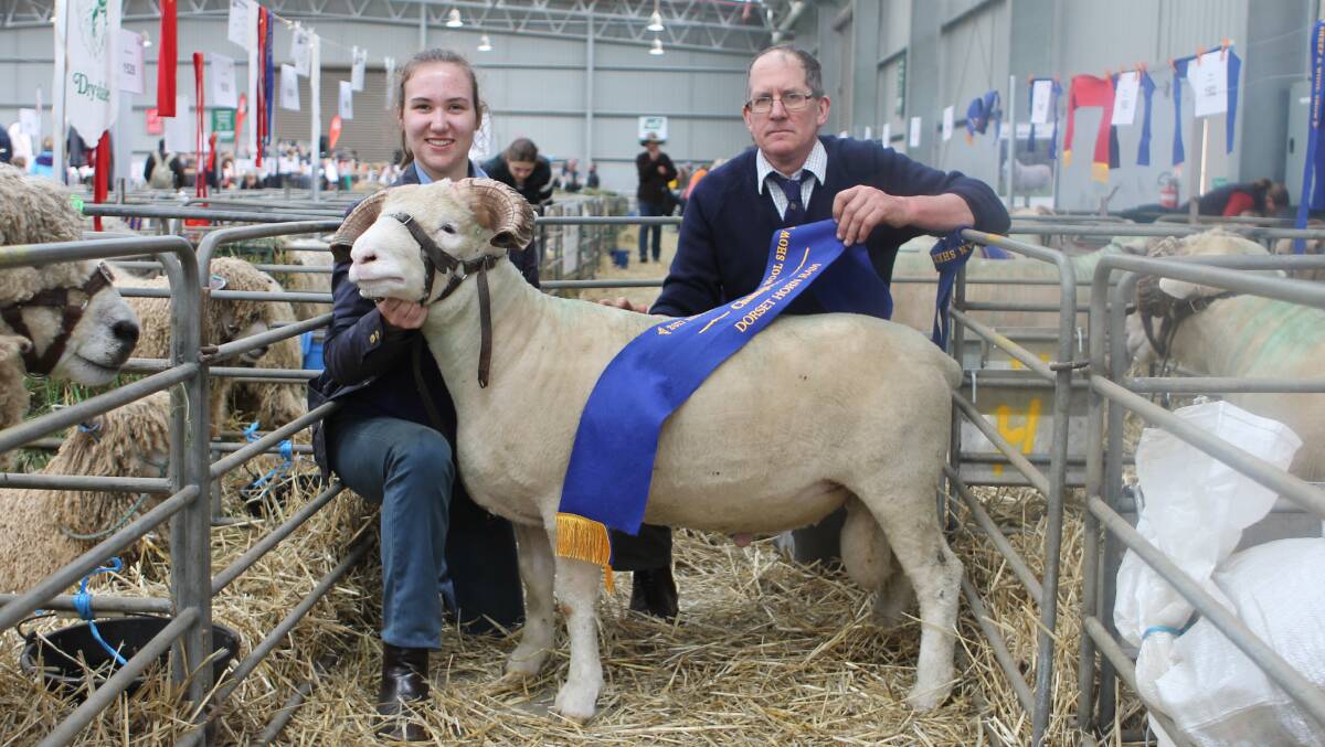DORSET HORNS: Caitlin and Robert Grieve, Hillend, Clarke's Hill, took out the Most Successful Dorset Horn Exhibitor title after the stud won the major ribbons on offer.