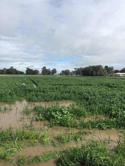 The flooded crop, behind the house on the Serpentine-Bridgewater Road.